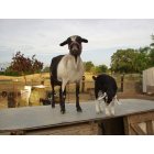 Orangevale: Picture of a couple of our goats in beautiful agricultural zoned Orangevale.