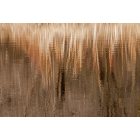 White Bear Lake: Reeds Reflected