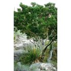 Carlsbad: : Texas Madrone Tree in nearby McKitterick Canyon