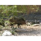 Carlsbad: : Javelina at Living Desert Zoo State Park