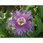 Carlsbad: : Passion Flower growing in Carlsbad, NM