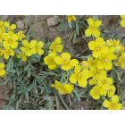 Carlsbad: : Yellow flowers growing in desert in Carlsbad, NM