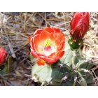 Carlsbad: : Claret Cup Cactus blossom growing in Carlsbad, NM