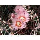 Carlsbad: : Pincushion Cactus blossom growing in Carlsbad, NM