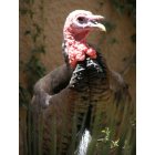 Carlsbad: : Turkey at Living Desert Zoo in Carlsbad, NM