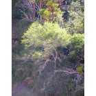 Carlsbad: : Riparian vegetation in desert at Sitting Bull Falls near Carlsbad, NM