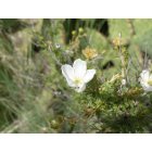 Carlsbad: : Apache Plume Flower at Guadalupe Mountains National Park near Carlsbad, NM