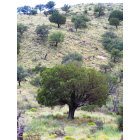 Carlsbad: : Lonesome tree at Guadalupe Mountains National Park near Carlsbad, NM