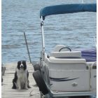 Norton Shores: Quinn, our dog, waiting for a pontoon ride on Mona Lake