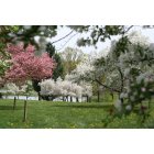 Newark: Dawes Arboretum Crab Apple Grove