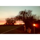 Clarksburg: Tree arch in sunset - Clarksburg CA