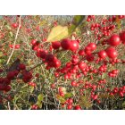 Halifax: berries in the fall at Burrage Pond