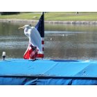 Calabasas: Patriotic Egret on Calabasas lake
