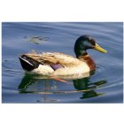 Golden Valley: : The ducks at Katherines Landing