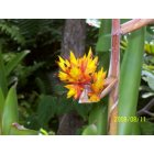 Key West: : Vibrant Bird of Paradise (Yellow, Red, and Orange) in Key West