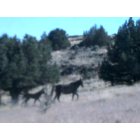Susanville: : wild horses of Lassen County