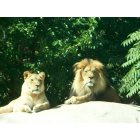 Pueblo: : Lions at Pueblo, Co city zoo