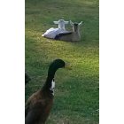 Manteca: : new twin baby goats hanging out with mr. duck in our 2 acre backyard manteca ca