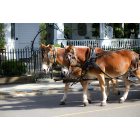 Charleston: : Charleston Historic Carriage Tours