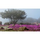 Pacific Grove: : Sunday morning fog buring off...