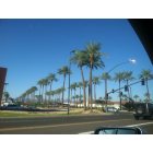 Phoenix: : Palm Trees in Scottsdale