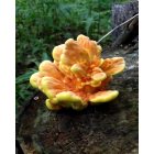 Clear Lake: Colorful fungi at Clear Lake chalet