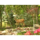 Woodland Hills: Picture of a deer near our water feature, taken while I was standing on our front porch!