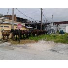 Paoli: behind the square, the Amish had alot of horses parked