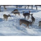 Fairdale: Hungry Deer-Feasting in our backyard 2012-13