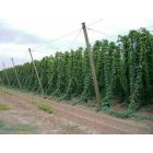 Hubbard: Hubbard, Oregon: The hop trellises are huge, and the fields large.