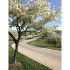 Beavercreek: Spring flowering trees on Hidden Woods Boulevard