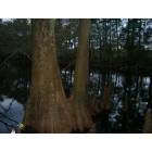 Lumberton: Cypress in Stephen's Park, Lumber River- Riverside Lumberton
