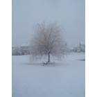 Shorewood: Willow tree in the winter